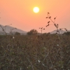 Tramonto sulle piantagioni di cotone